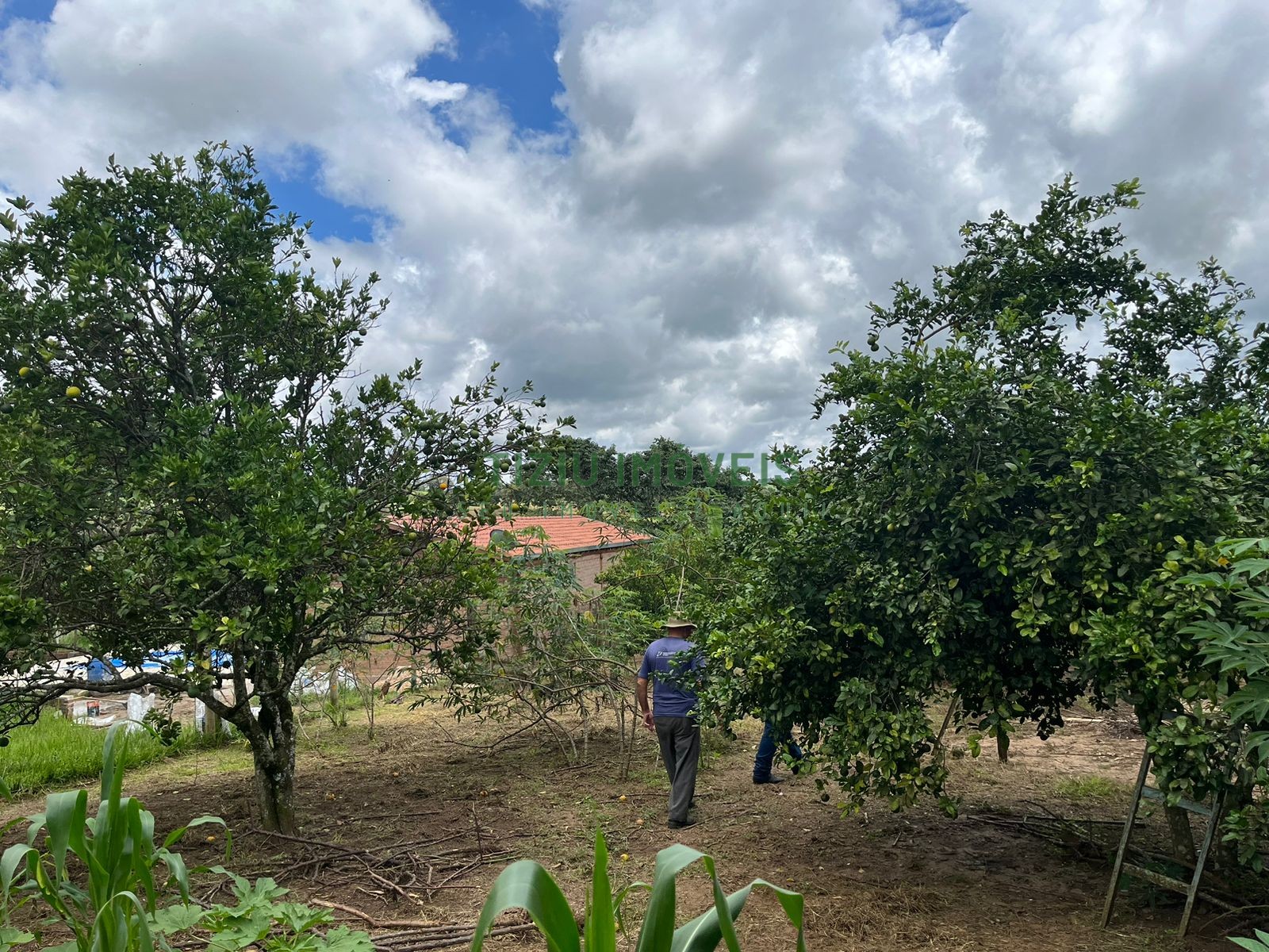 Sítio com 2 hectares em Patrocínio Paulista - SP