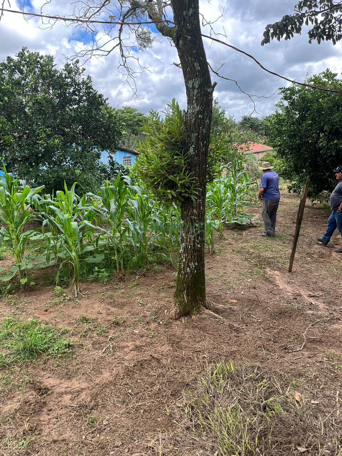 Sítio com 2 hectares em Patrocínio Paulista - SP