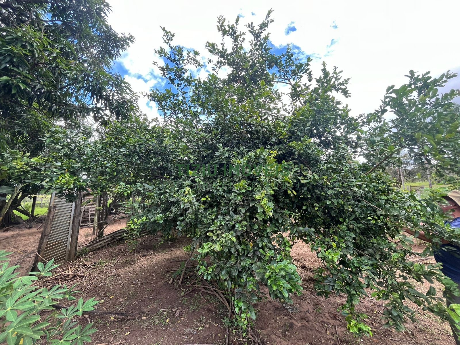 Sítio com 2 hectares em Patrocínio Paulista - SP