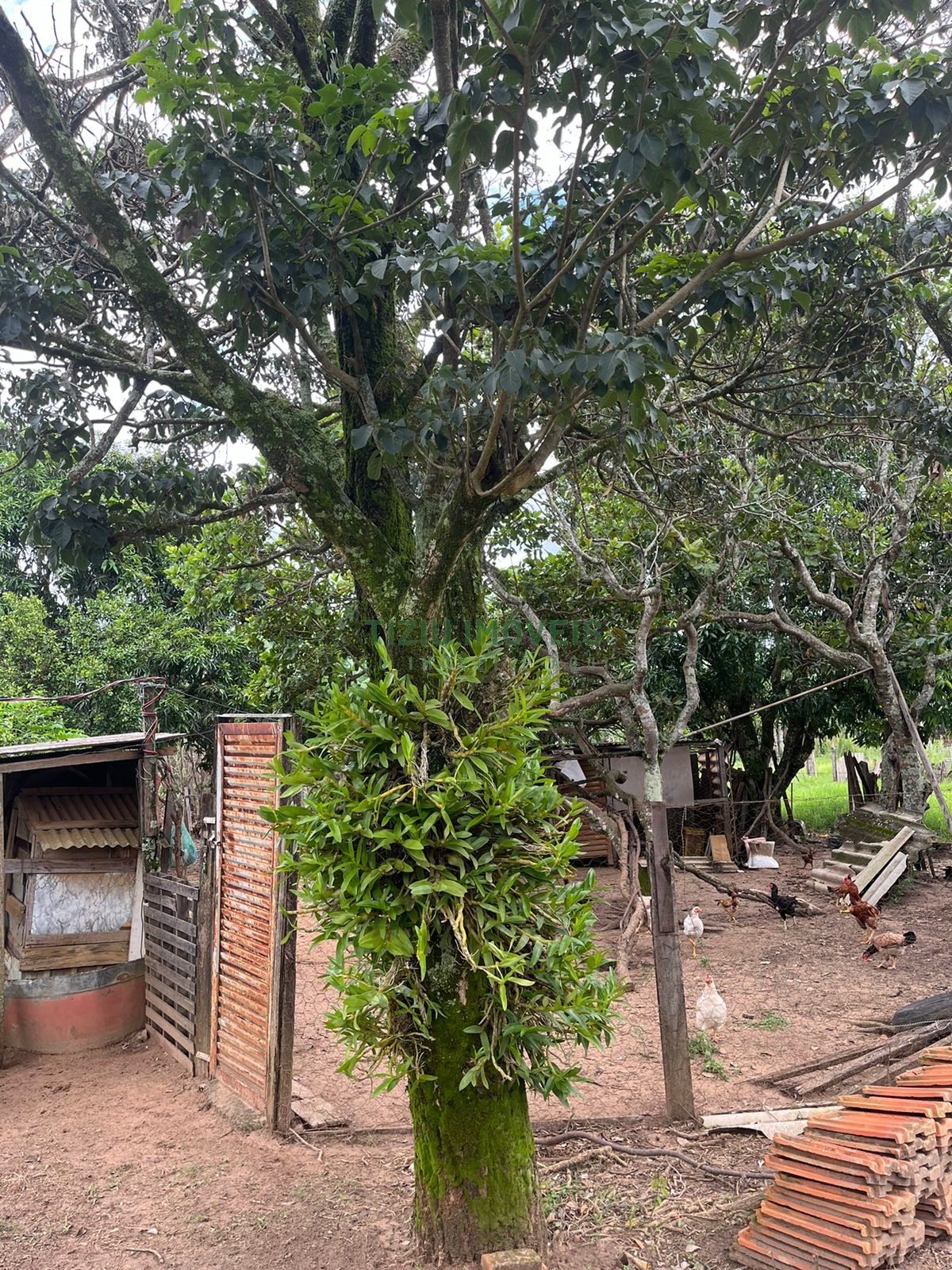 Sítio com 2 hectares em Patrocínio Paulista - SP